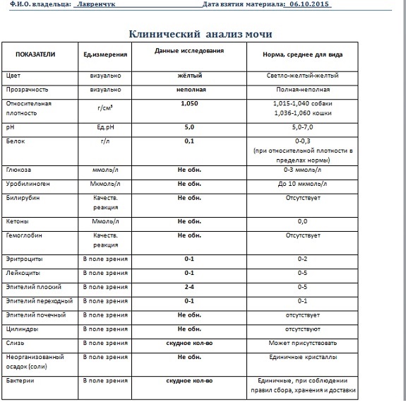 Микроскопическая картина мочи при гломерулонефрите